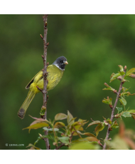 Bulbul à semi-collier