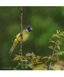 Bulbul à semi-collier