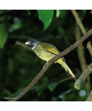 Bulbul à semi-collier (le couple)