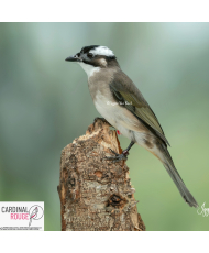 Bulbul de Chine