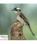 Bulbul de Chine