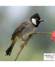 Bulbul à oreillons blancs (le couple)
