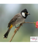 Bulbul à oreillons blancs...