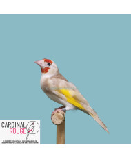 Chardonneret élegant mutation brunpastel