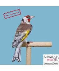 Chardonneret élegant mutation pastel/brunpastel 2025