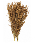 Millet à Balai 500g