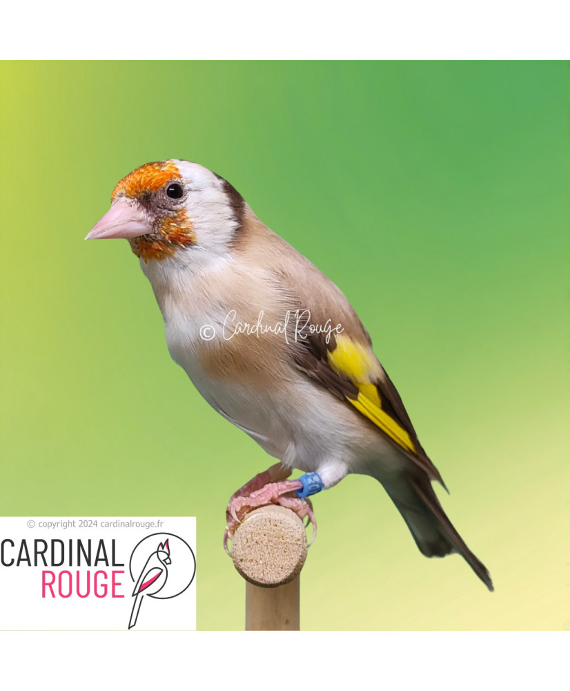Achetez des chardonnerets élegant mutation - Oiseaux domestiques