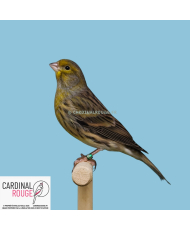 Mulet serin cini x canari